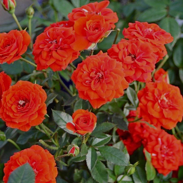 ORANGE BABYFLOR® ORANGE BABYFLOR®